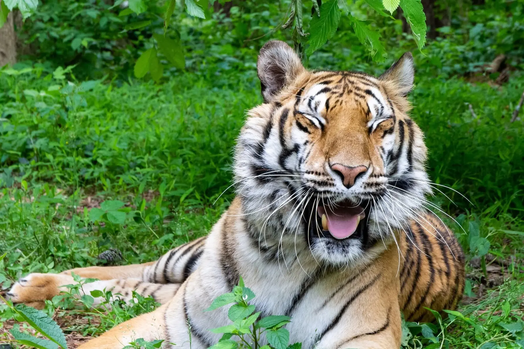 One of Carolina Tiger Rescue's tigers basking in the safety of sanctuary life in Pittsboro, NC. (Photo courtesy of Carolina Tiger Rescue)